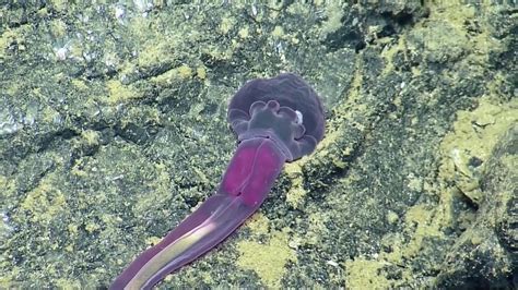 Amazing Creatures Of Galapagos Hydrothermal Vents Nautilus Live Youtube