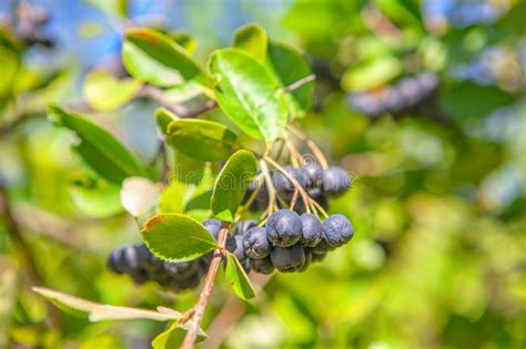 Black Rowan Berries Stock Photo Image Of Closeup Healthy 157085428