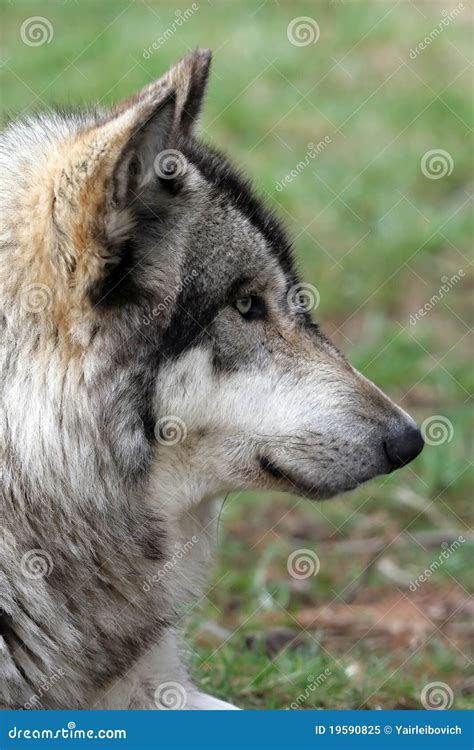 Wolf Profile Stock Image Image Of Carnivore Profile 19590825