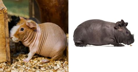 Hairless Guinea Pigs Look Like Adorable Miniature Hippos