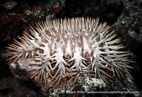 Crown Of Thorn Starfish Okinawa Nature Photography