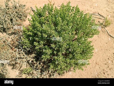 Plantas De Tola Baccharis Un Desierto único En Puna Grassland