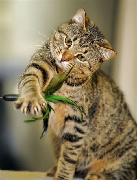 Cat Playing Stock Photo Image Of Portrait Catching 35560512