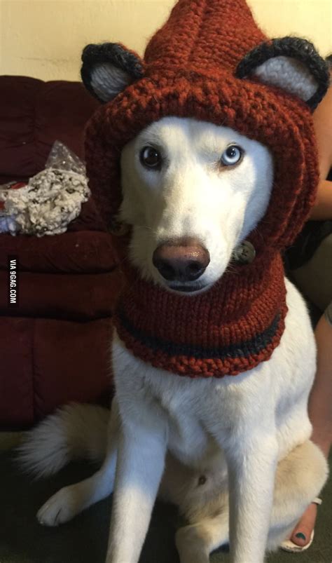 This Dog Obviously Had To Be The First To Try On My New Beanie 9gag