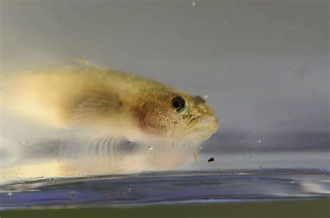 Fun Tidewater Goby Facts For Kids Kidadl
