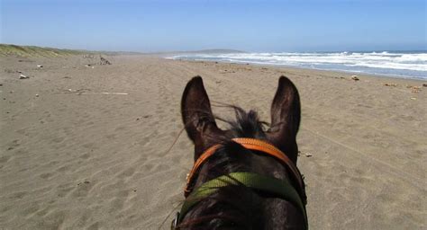 Horse N Around Trail Rides In Bodega Bay Ca Horseback Riding Bodega