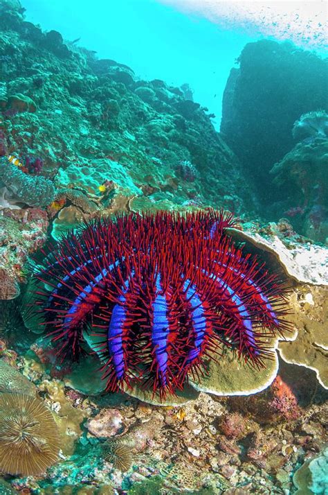 If food is scarce, they will eat other coral species. Crown-of-thorns Starfish Photograph by Georgette Douwma