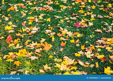 Red Yellow And Green Maple Leaves On Green Grass Stock Image Image