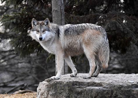 Arizona Man Gets Probation For Mexican Gray Wolf Killing Williams