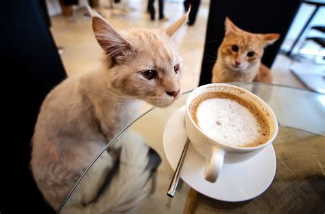 Get a Pop-Up Preview of Houston's First Cat Café | Houstonia