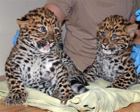 Chicago Zoological Society Amur Leopard Cubs Born At Brookfield Zoo