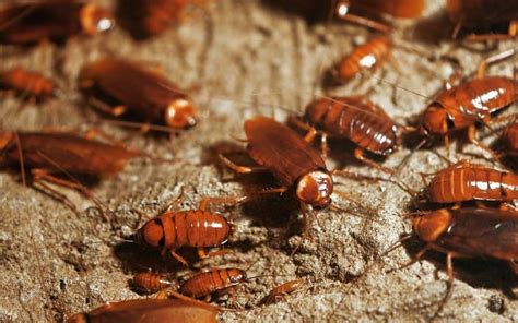 Roach Life Cycle Roach Lifespan How Long Do Roaches Live