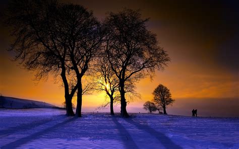 Winter sunset nature trees wallpaper | 2560x1600 | 438317 | WallpaperUP