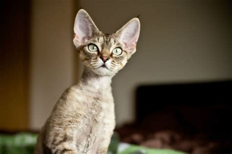 devon rex cat breed information pictures characteristics facts
