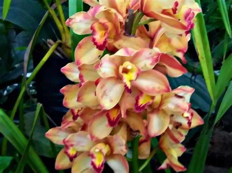 Lovely Bunch Of Orchids Photograph By Nilu Mishra Fine Art America