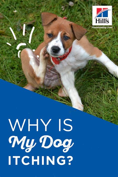 These include both wet and dry formulas. Why Is My Dog Itching So Much? | Dogs, Dog itching, Dog ...