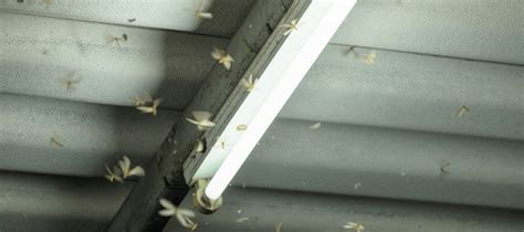 Flying Termites How To Keep These Pests Out Of Your Home Abc Blog