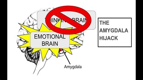 The Amygdala Hijack How Our Emotions Hijack Our Thinking Brain 720p