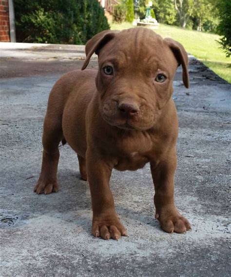 Brown Pitbull Puppies