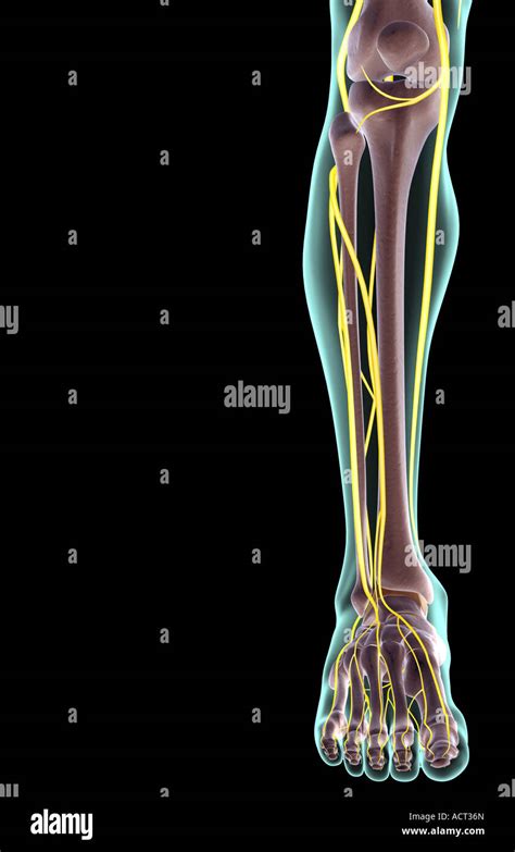 Human Leg Nerves High Resolution Stock Photography And Images Alamy