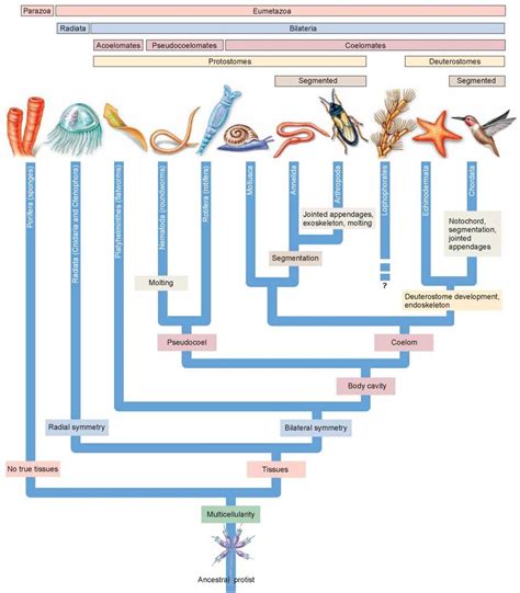 Six Key Transitions In Body Plan Evolution Of The Animal Phyla