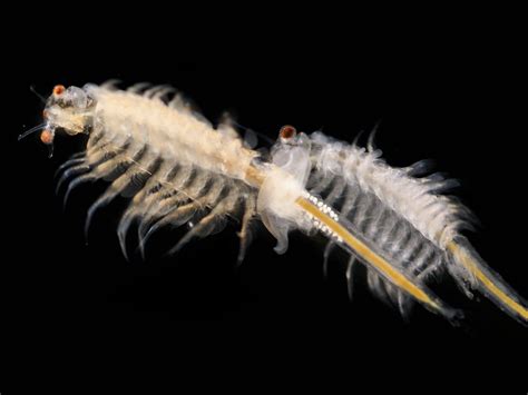 Check spelling or type a new query. Science news in brief: From studying sea monkeys to a new ...