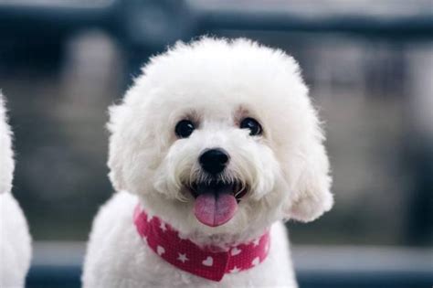 Cuidados Para Un Perro French Poodle Mini Toy Tutorial Pics