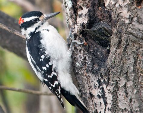 Hairy Woodpecker Male Northern Flicker Kinds Of Birds Bird Photo