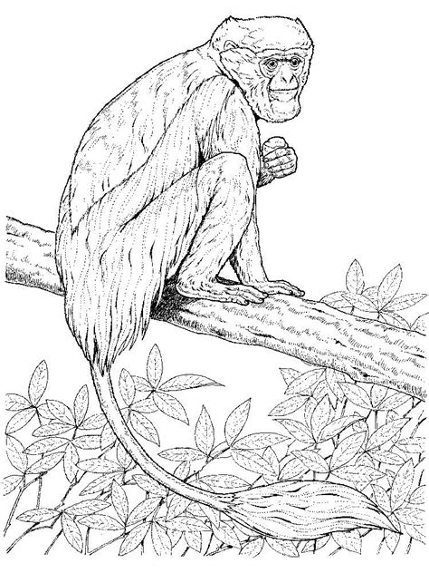 Coloring Pages Of A Lemur Lemur Is One Of The Primates That Is