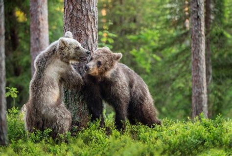 Baby Grizzly Bear Fighting