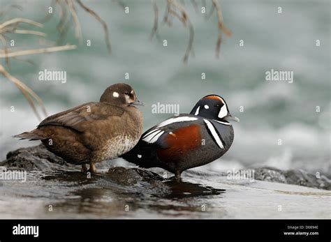 Harlequin Duck Histrionicus Histrionicus Male And Female Standing