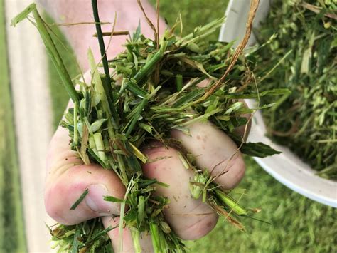 Best Management Practices For Bagged Chopped Silage Purdue