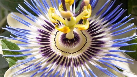 Passion Flowers Ogn Daily