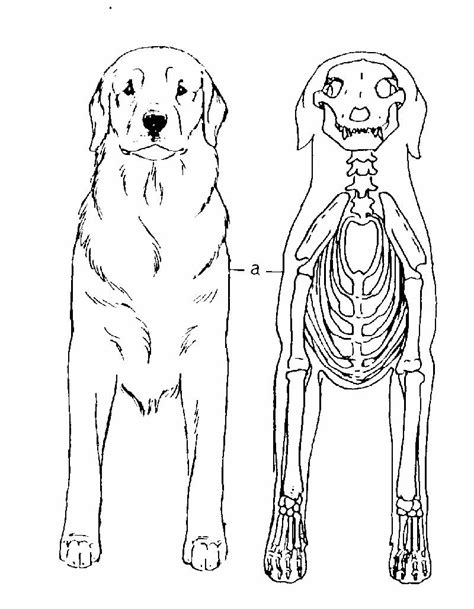 Anteromedial thigh at meredith college. Hock Anatomy Dog - Anatomy Drawing Diagram