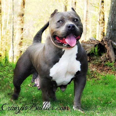 American Pitbull Terrier Breeders Blue Nose Dog Breed Information
