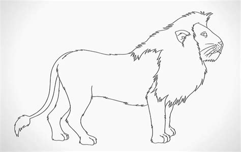 How To Draw A Lion Adult And Child Step By Step Lioneyesstore