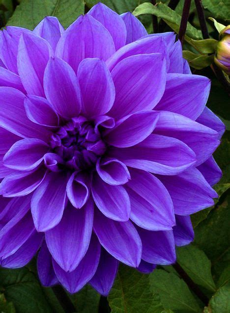 Dahlia Dinnerplate Lilac Time Bulbs On Sale Beautiful Flowers Most
