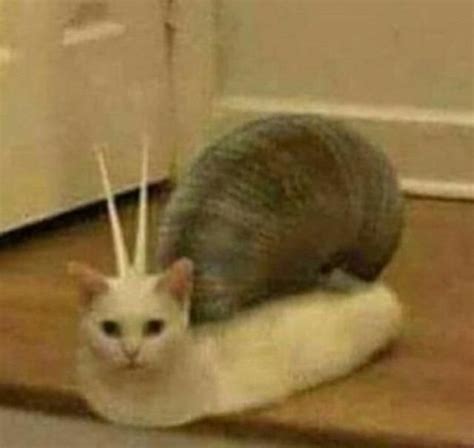 Cursed Cat Image In 2020 Cat Memes Funny Cats Funny Animals