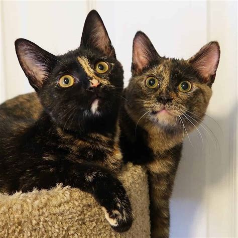 5 Fun Facts About Tortoiseshell Cats Cole And Marmalade