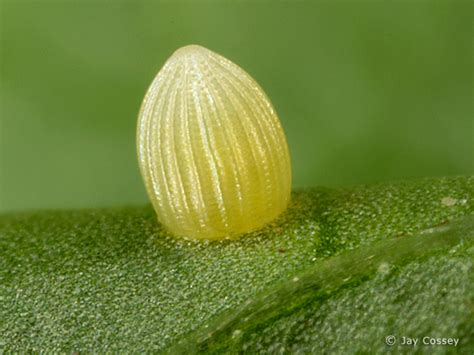 6 Monarch Butterfly Eggs Photos In Biological Science Picture Directory