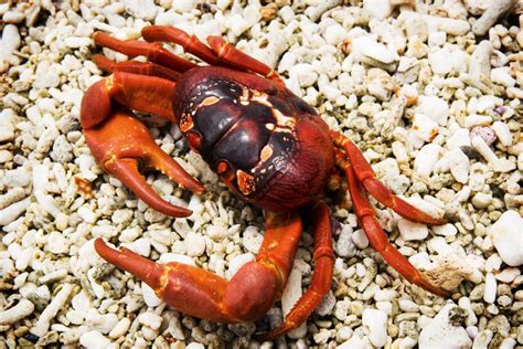 Cangrejo Rojo De La Isla De Navidad O Gecarcoidea Natalis Características Hábitat Y Alimentación