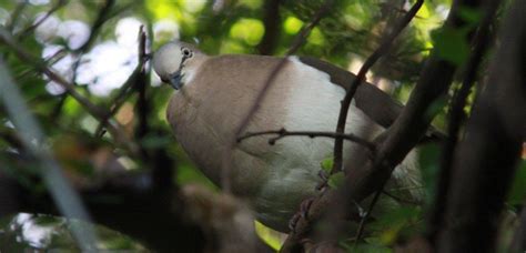 Government Protects Critical Habitat For The Grenada Dove