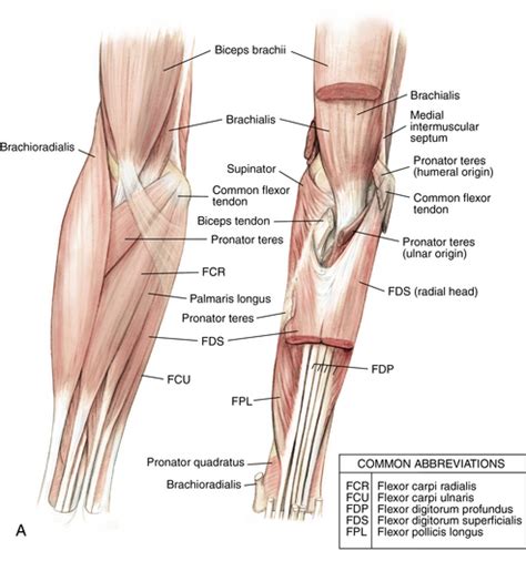 Select from premium tendon stock of the highest quality. Elbow and forearm | Musculoskeletal Key
