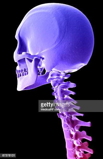 Occipital Bone Photos And Premium High Res Pictures Getty Images