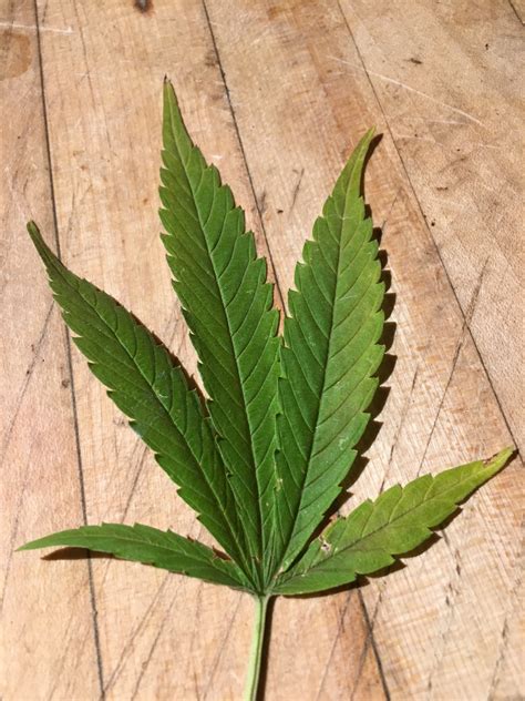 Plants Whose Leaves Resemble Marijuana | Walter Reeves: The Georgia ...