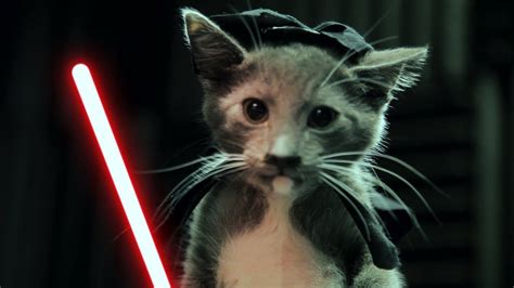 Jedi Kittens Strike Back Youtube