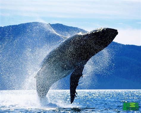 Animal Breaching 720p Whale Hd Wallpaper