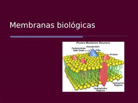 Ppt Membranas Biológicas Composición Bicapa Lipídica Con Proteínas
