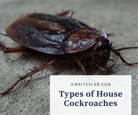 Types Of House Cockroaches The Writeslab