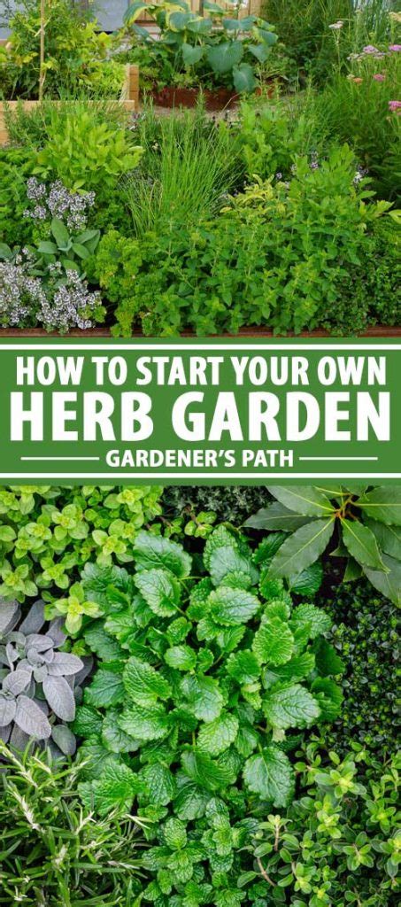 How To Start Your Own Herb Garden Gardeners Path